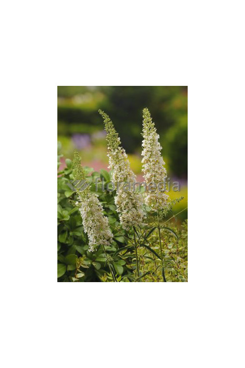 Budleja Dawida 'Nanho White' Buddleja davidii