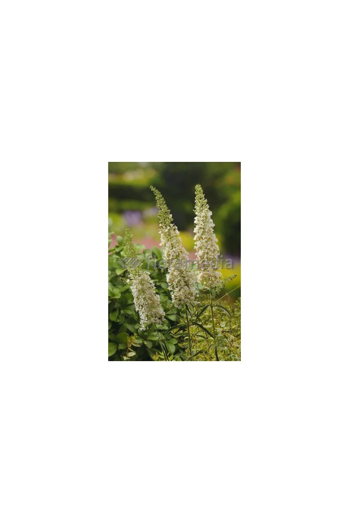 Budleja Dawida 'Nanho White' Buddleja davidii