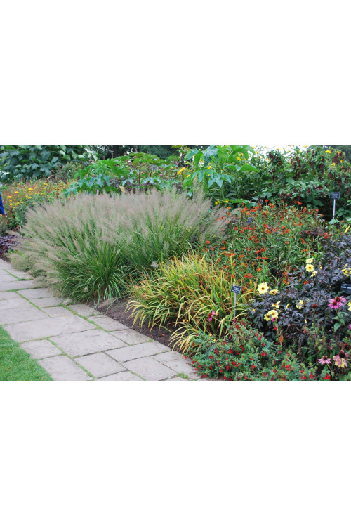 Trzcinnik krótkowłosy | Calamagrostis brachytricha