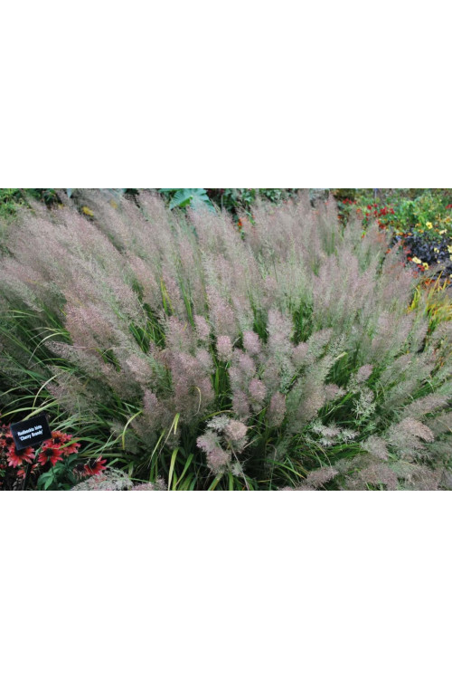 Trzcinnik krótkowłosy | Calamagrostis brachytricha