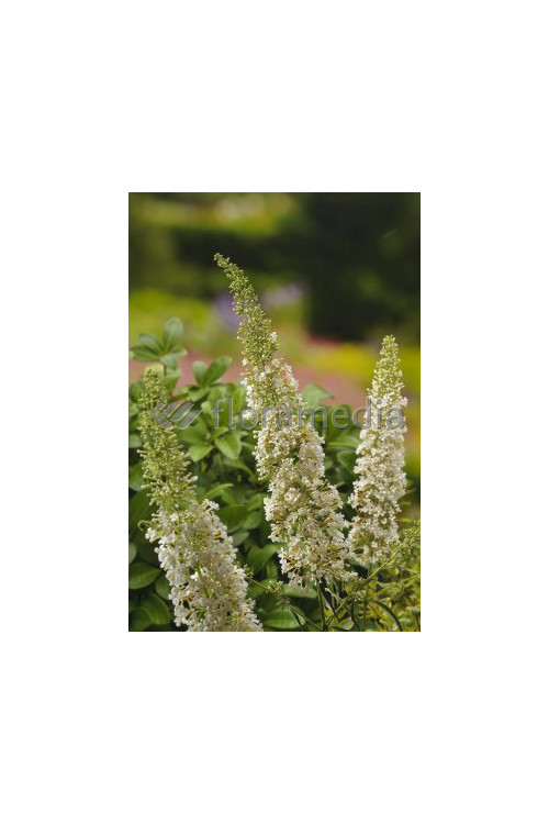 Budleja Dawida 'Nanho White' Buddleja davidii