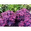 Rozchodnik wielki 'Oriental Dancer' | Sedum telephium