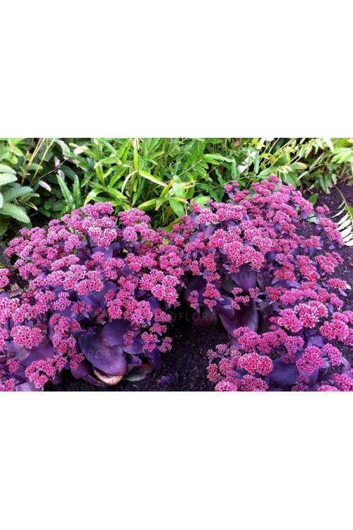 Rozchodnik wielki 'Oriental Dancer' | Sedum telephium