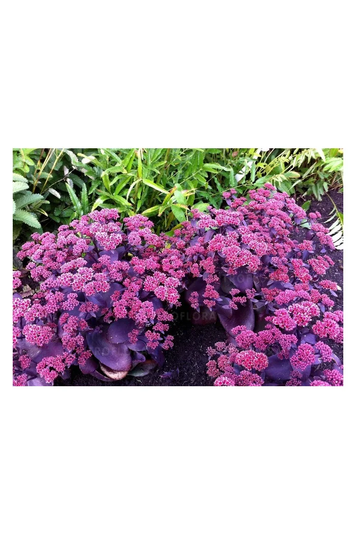 Rozchodnik wielki 'Oriental Dancer' | Sedum telephium