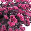Rozchodnik wielki 'Oriental Dancer' | Sedum telephium
