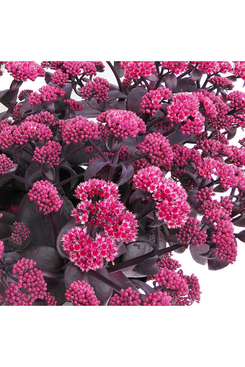 Rozchodnik wielki 'Oriental Dancer' | Sedum telephium