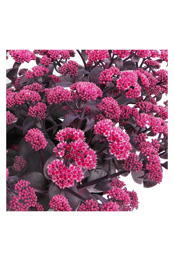 Rozchodnik wielki 'Oriental Dancer' | Sedum telephium