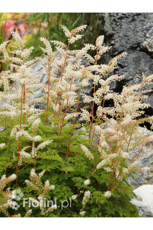 Parzydło lśniące | Aruncus aethusifolius