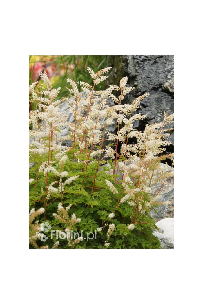 Parzydło lśniące | Aruncus aethusifolius