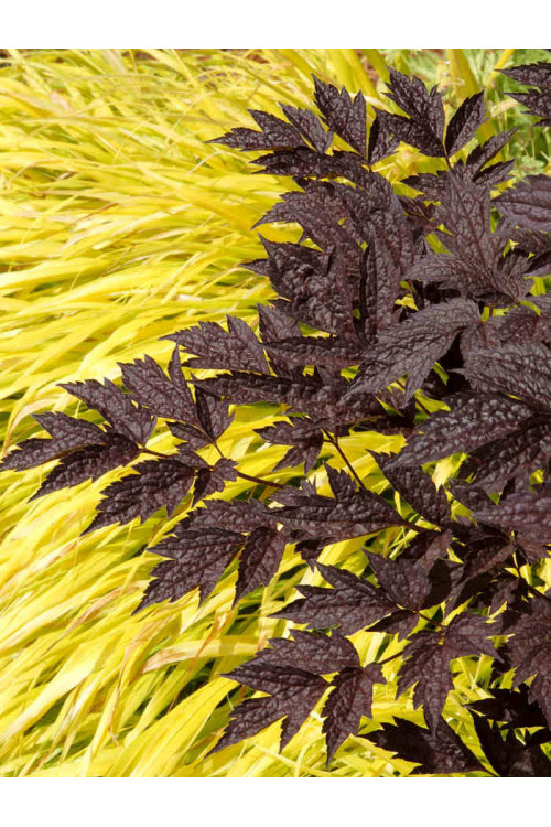 świecznica, świecznica atropurpurea, świecznica o ciemnych liściach, cimicifuga, pluskwica groniasta