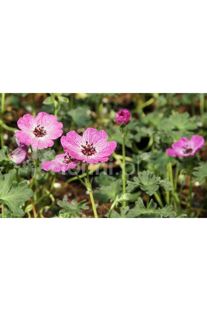 Bodziszek popielaty 'Jolly Jewel Lilac' | Geranium cinereum