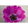 Bodziszek popielaty 'Jolly Jewel Lilac' | Geranium cinereum