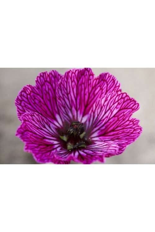 Bodziszek popielaty 'Jolly Jewel Lilac' | Geranium cinereum