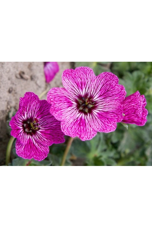 Bodziszek popielaty 'Jolly Jewel Lilac' | Geranium cinereum