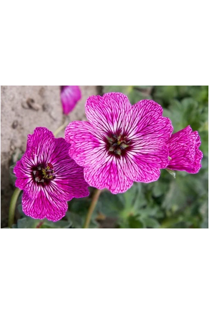 Bodziszek popielaty 'Jolly Jewel Lilac' | Geranium cinereum