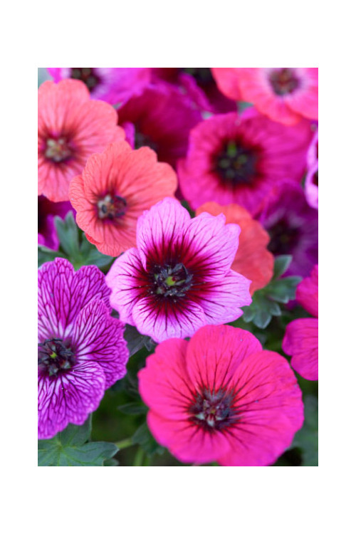 Bodziszek popielaty 'Jolly Jewel Lilac' | Geranium cinereum