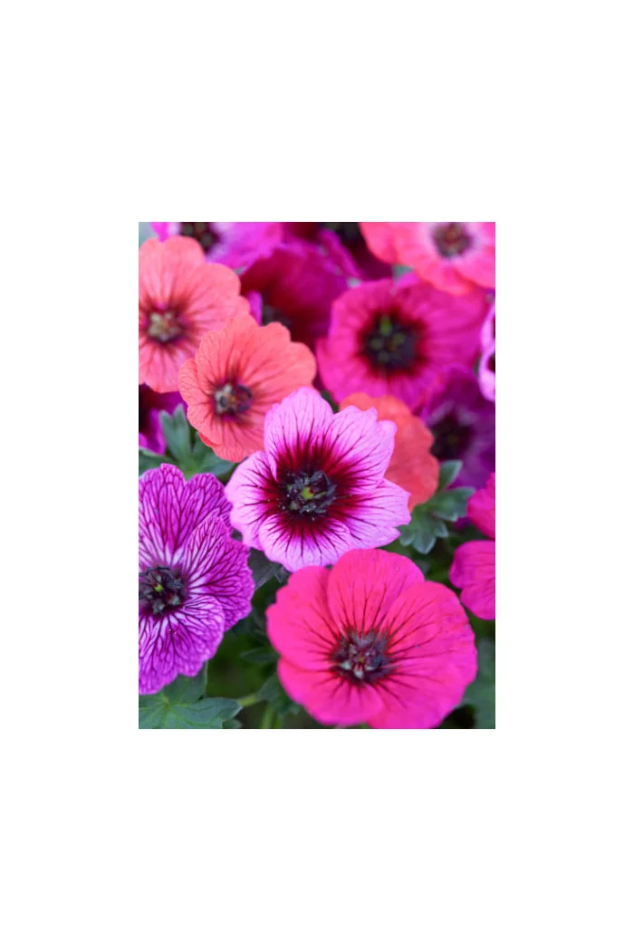 Bodziszek popielaty 'Jolly Jewel Lilac' | Geranium cinereum