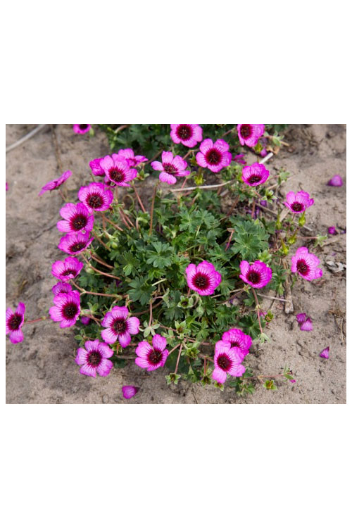 Bodziszek popielaty 'Jolly Jewel Night' Geranium cinereum