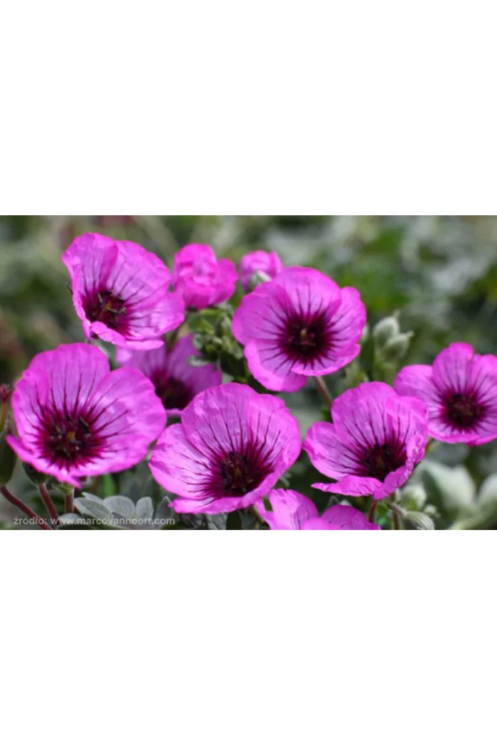 Bodziszek popielaty 'Jolly Jewel Night' Geranium cinereum