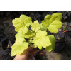 Żurawka 'Happy Hour Lime' Heuchera