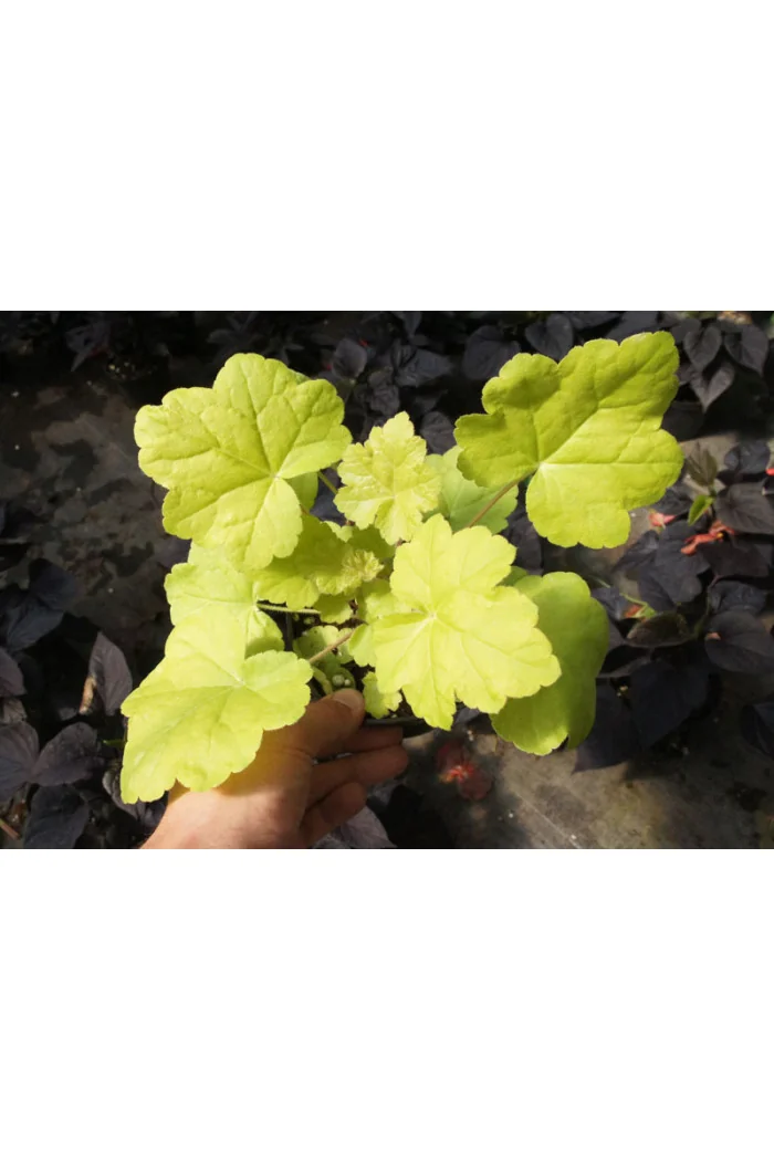 Żurawka 'Happy Hour Lime' Heuchera