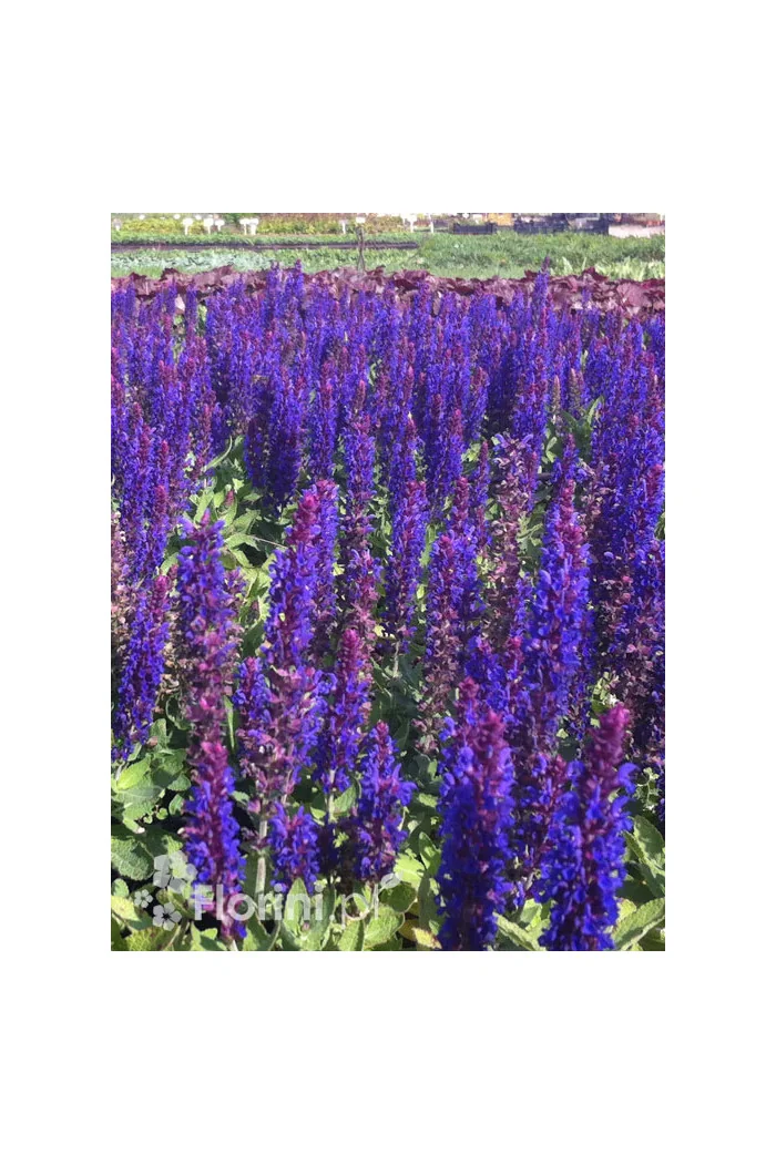 Szałwia omszona 'Caradonna' | Salvia nemorosa