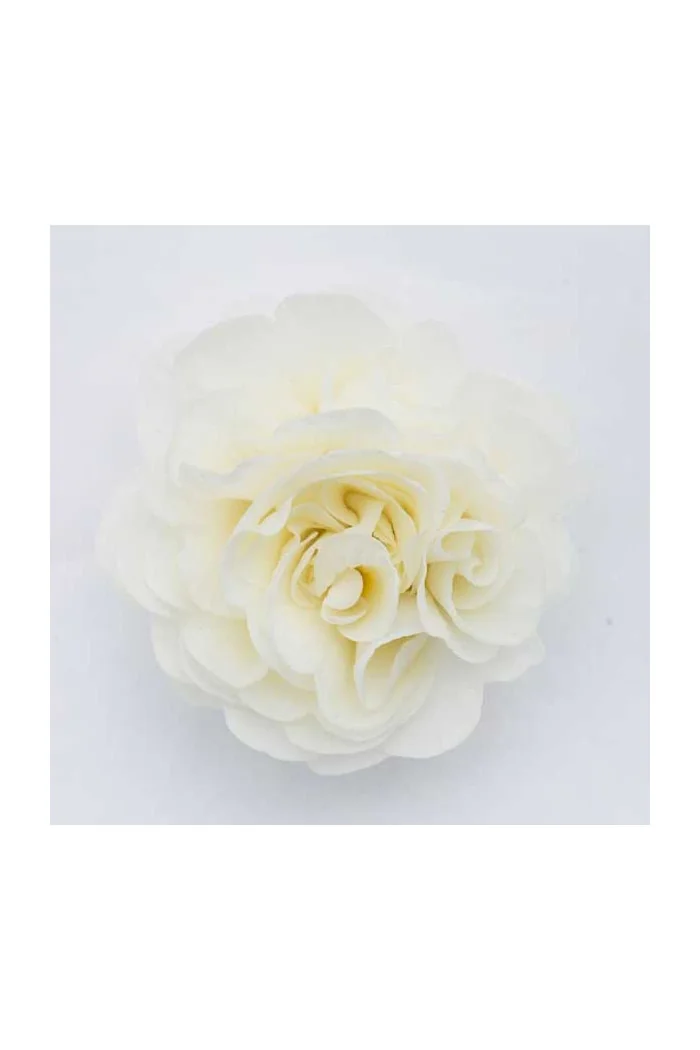 Pierwiosnek 'Belarina® Vanilla' | Primula