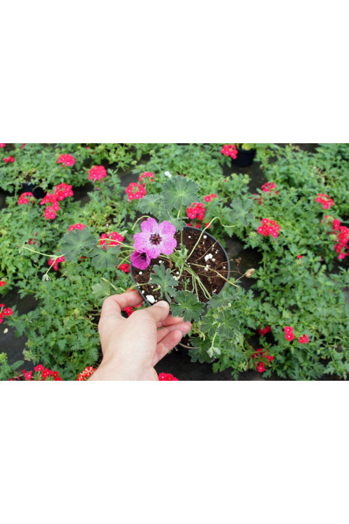 Bodziszek popielaty 'Jolly Jewel Lilac' | Geranium cinereum
