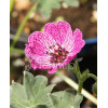 Bodziszek popielaty 'Jolly Jewel Lilac' | Geranium cinereum
