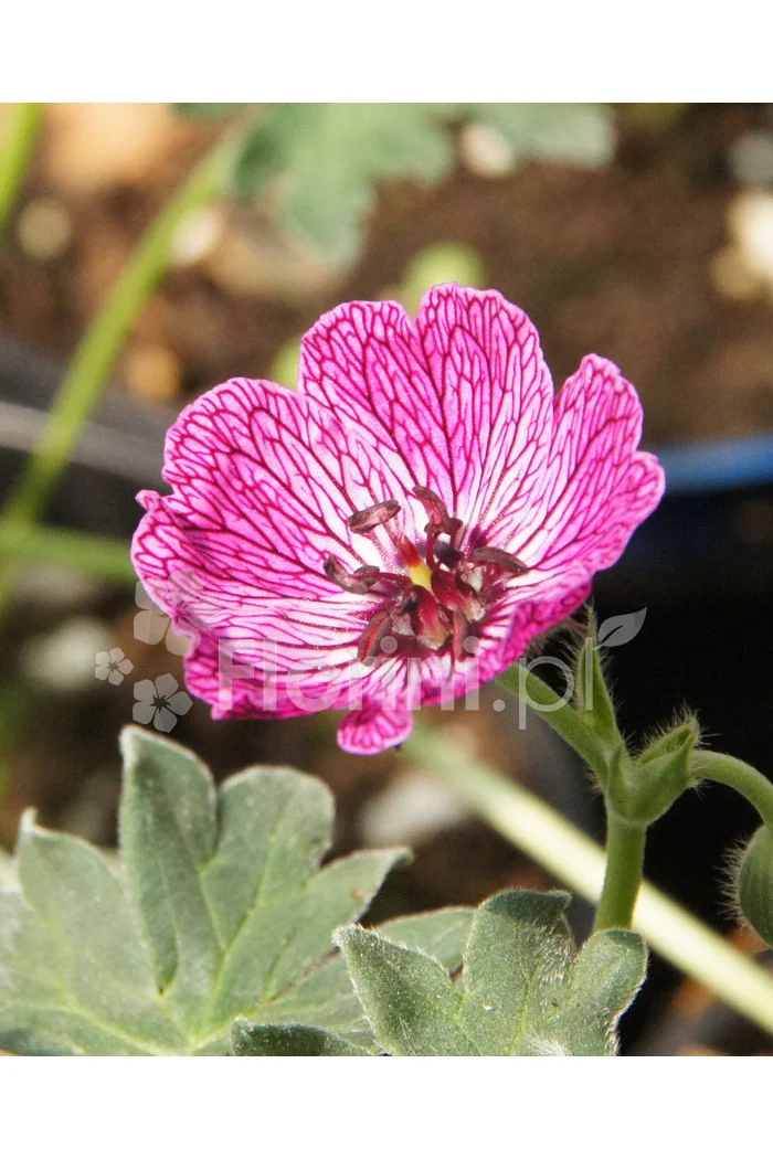 Bodziszek popielaty 'Jolly Jewel Lilac' | Geranium cinereum