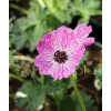 Bodziszek popielaty 'Jolly Jewel Lilac' | Geranium cinereum