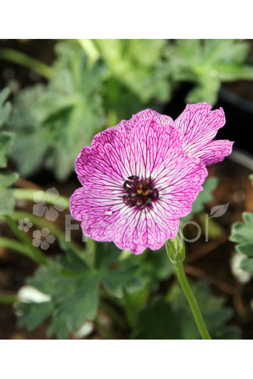 Bodziszek popielaty 'Jolly Jewel Lilac' | Geranium cinereum