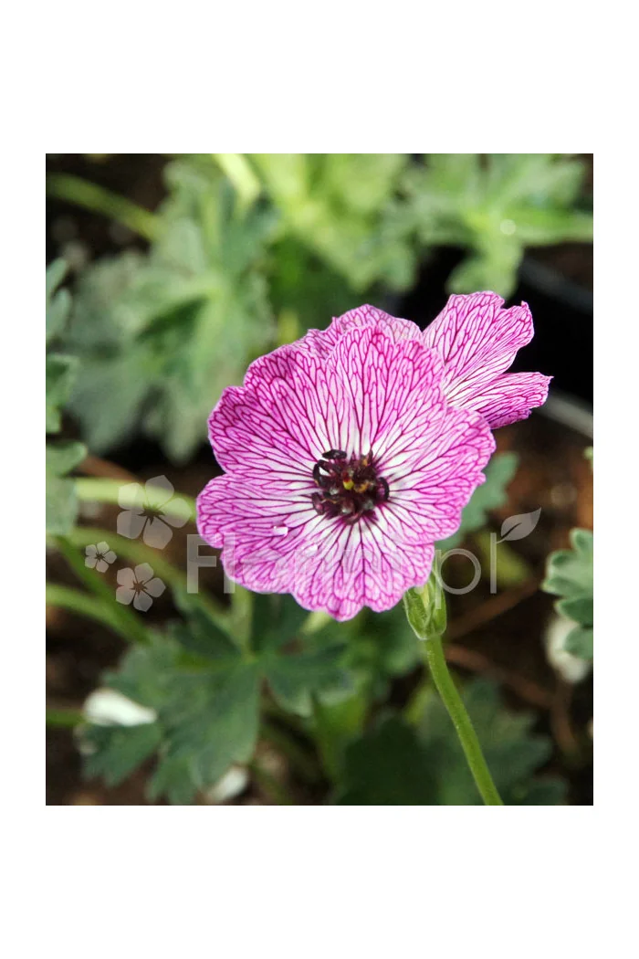 Bodziszek popielaty 'Jolly Jewel Lilac' | Geranium cinereum