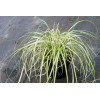 Turzyca 'Ice Cream' | Carex morrowii
