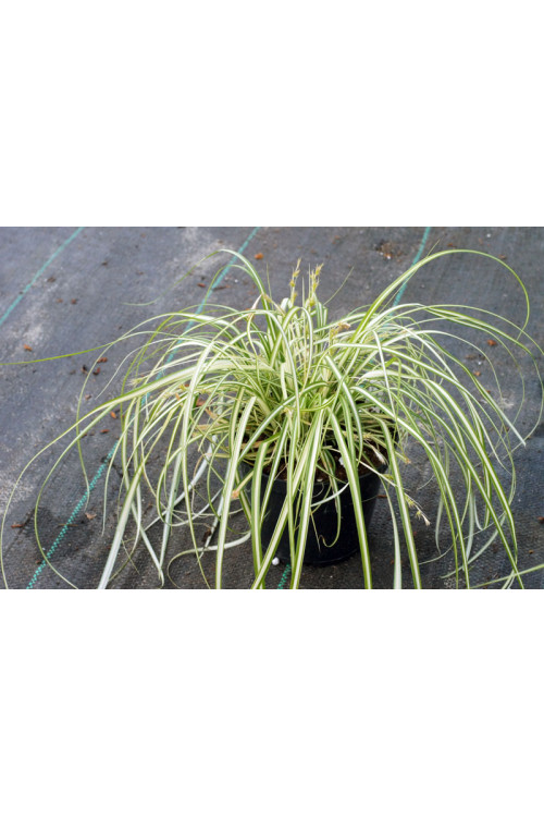 Turzyca 'Ice Cream' | Carex morrowii