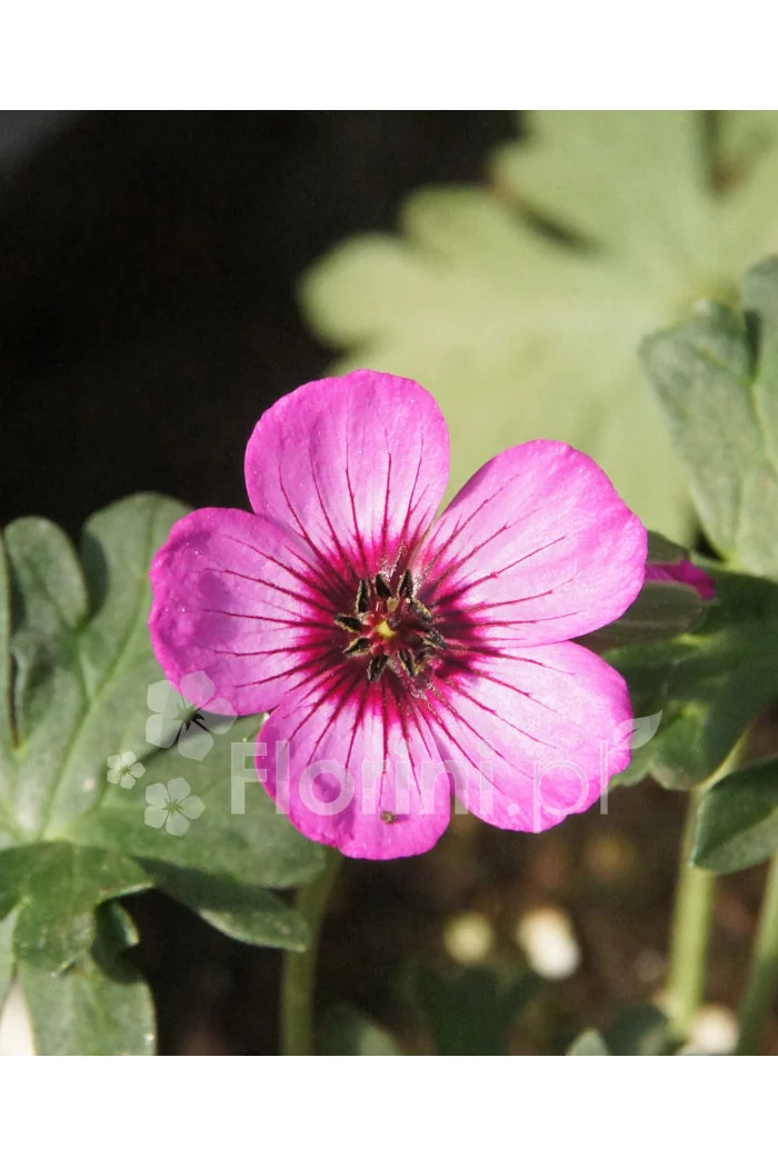 Bodziszek popielaty 'Jolly Jewel Night' Geranium cinereum