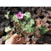 Bodziszek popielaty 'Jolly Jewel Night' Geranium cinereum