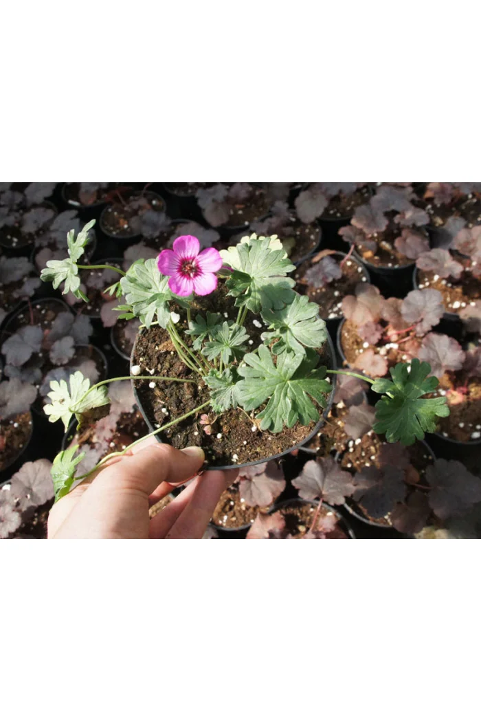 Bodziszek popielaty 'Jolly Jewel Night' Geranium cinereum