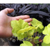 Żurawka 'Happy Hour Lime' Heuchera