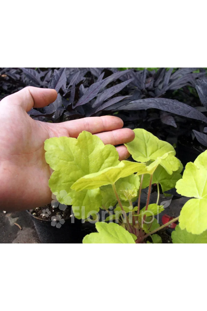 Żurawka 'Happy Hour Lime' Heuchera
