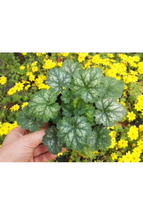 Żurawka 'Little Cutie Peppermint' Heuchera
