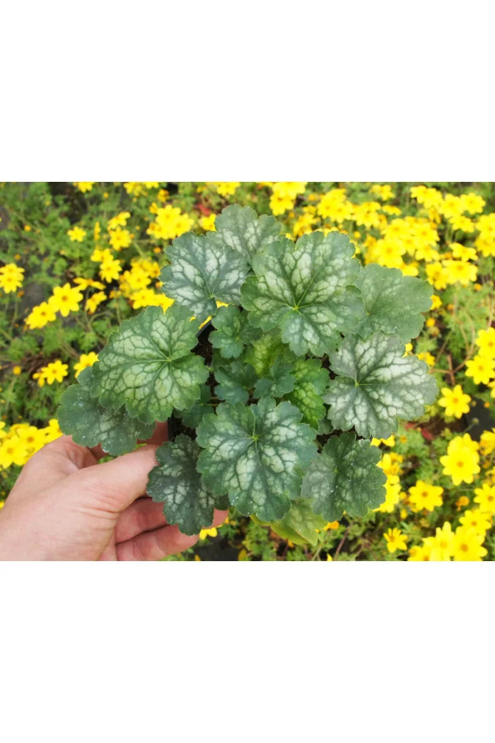 Żurawka 'Little Cutie Peppermint' Heuchera