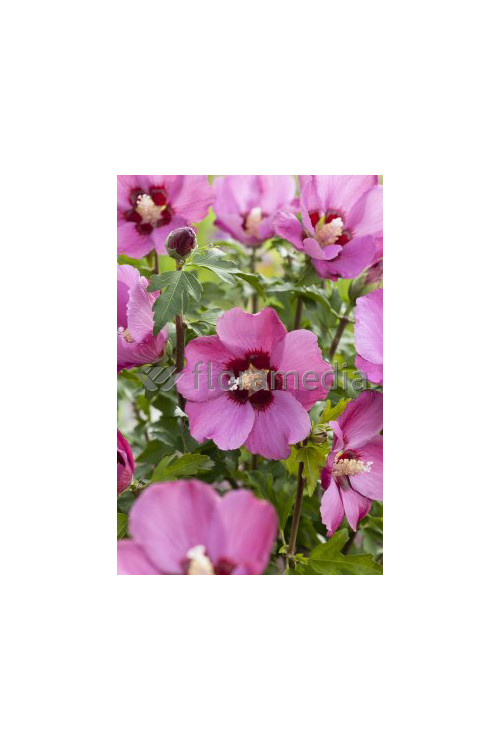 Ketmia syryjska 'Pink Giant' Hibiscus syriacus