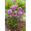Ketmia syryjska 'Pink Giant' Hibiscus syriacus
