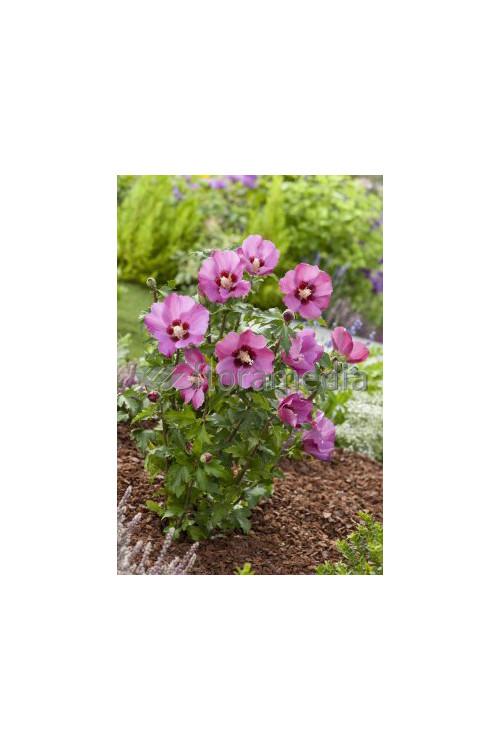 Ketmia syryjska 'Pink Giant' Hibiscus syriacus