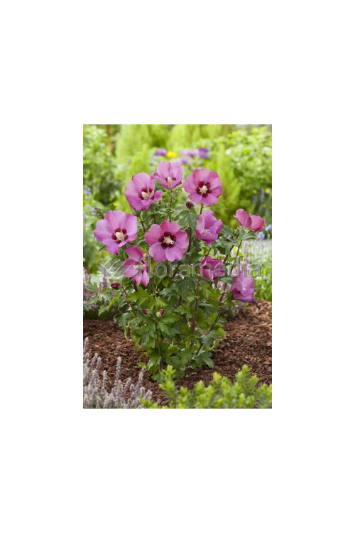 Ketmia syryjska 'Pink Giant' Hibiscus syriacus