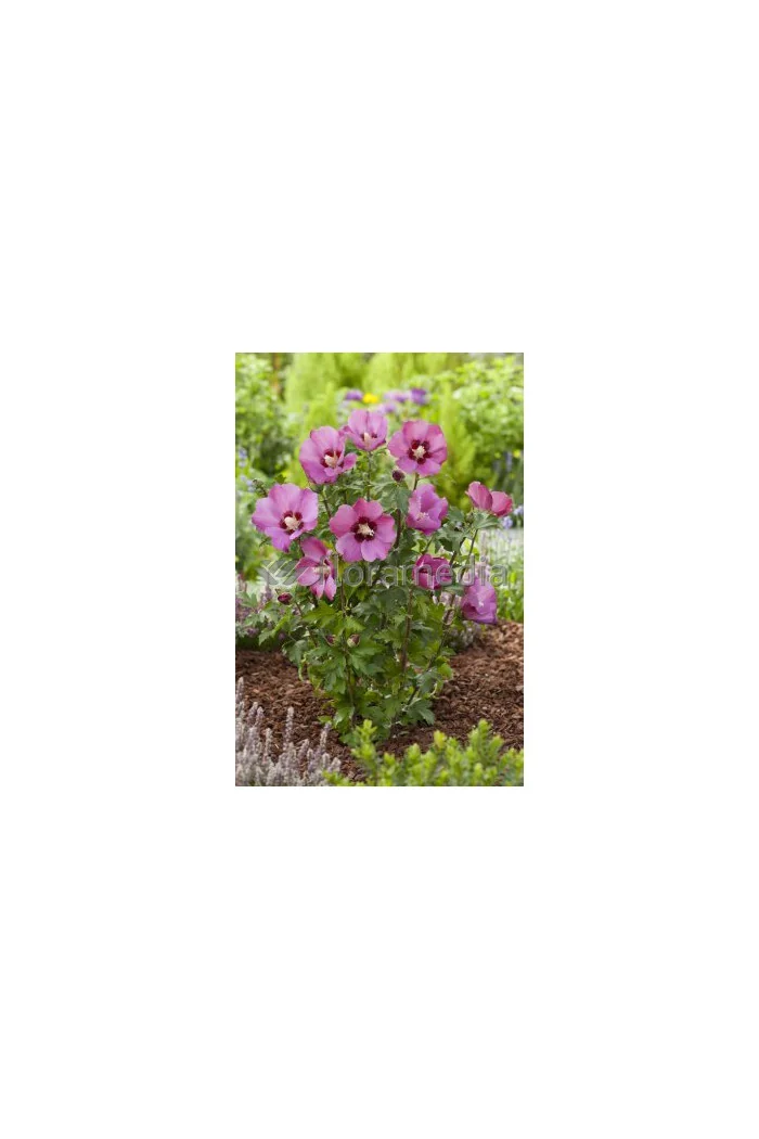 Ketmia syryjska 'Pink Giant' Hibiscus syriacus