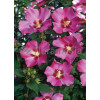 Ketmia syryjska 'Pink Giant' Hibiscus syriacus