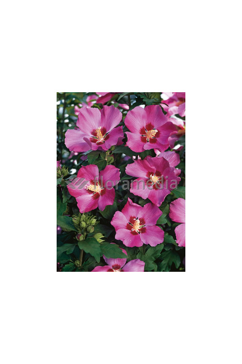 Ketmia syryjska 'Pink Giant' Hibiscus syriacus