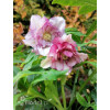 Ciemiernik orientalny 'Double Ellen Picotee' | Helleborus orientalis